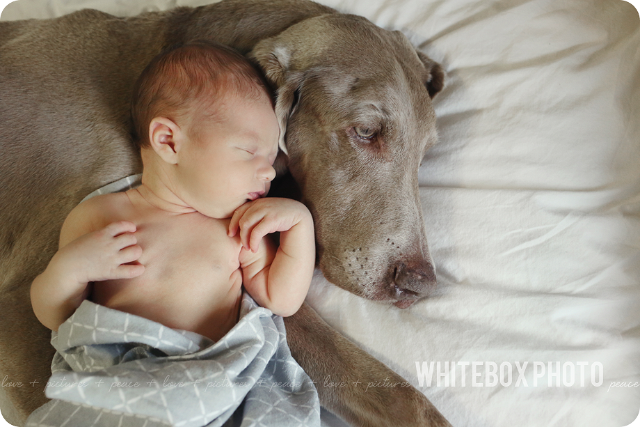 william clark's newborn photo session in Raleigh, Nc by whitebox photo.