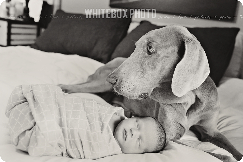 william clark's newborn photo session in Raleigh, Nc by whitebox photo.