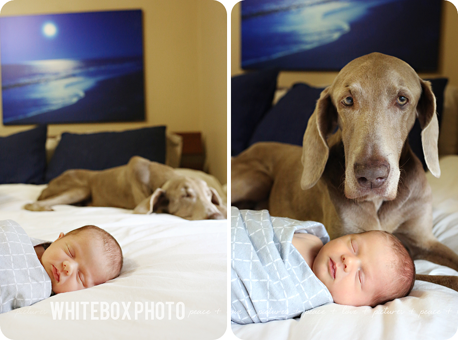 william clark's newborn photo session in Raleigh, Nc by whitebox photo.