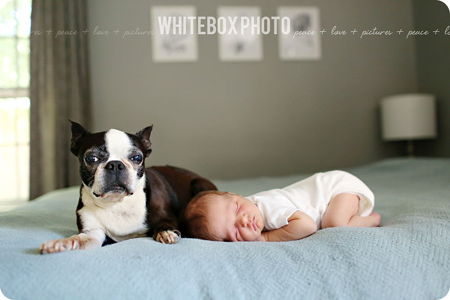 cousin william's newborn session in their home by whitebox photo 2017.